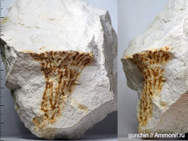 губки, Самарская область, Ventriculitidae