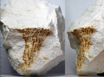 Ventriculitidae sp. indet.