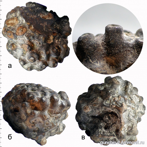 губки, Самарская область, Labyrintolites