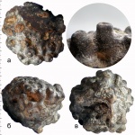 Labyrintolites sp. Labyrintolites sp.