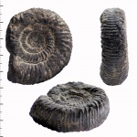 Perisphinctes? Perisphinctes?