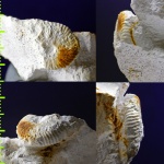 Hoploscaphites constrictus (J. Sow.)