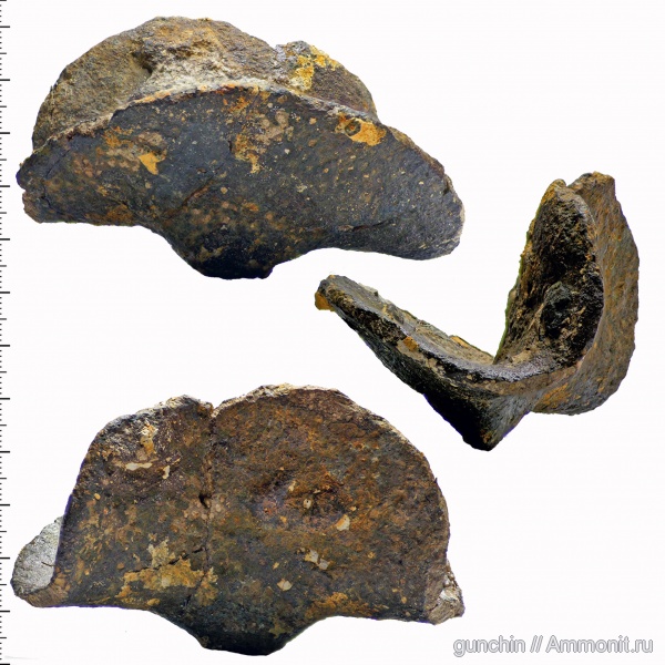 губки, Самарская область, Ventriculitidae, Napaeana, Lepidospongia