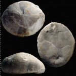Echinocorys