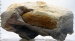 Pseudobakewellia?