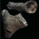 Zittelispongia