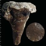 Coscinopora ocreacea Perv., 1999