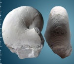 Cymatoceras?