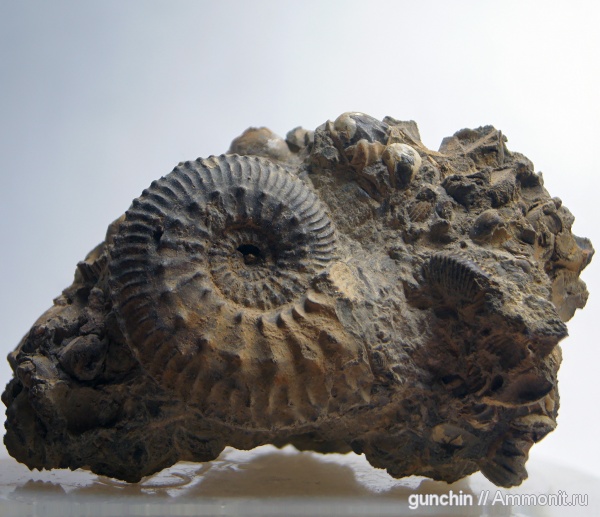 аммониты, юра, Kosmoceras, келловей, Самарская область, Kosmoceratidae, Kosmoceras castor, Ammonites, Callovian, Jurassic, Middle Jurassic