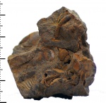 Parapatoceras distans