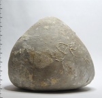 Echinocorys cf. pyramidata