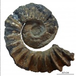 Tropaeum