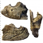 Фрагмент нижней челюсти Benthosuchus sushkini