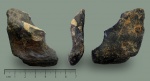 Elasmodus sinzovi, левая мандибулярная пластина.