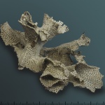 Polypora?