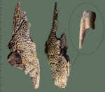 Фрагмент черепа Benthosuchus