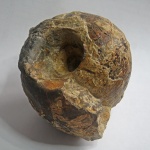 Rondiceras milaschevici