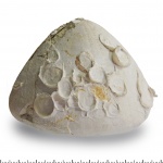 Echinocorys с обрастателями