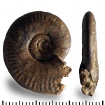 ?Sublunuloceras
