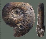 Indosphinctes mutatus (Traut.)