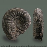 Kosmoceras Kosmoceras