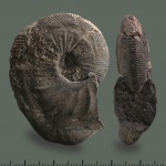 Catasigaloceras enodatum