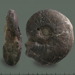 Catasigaloceras?