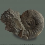 Anaplanulites? с ушком Anaplanulites? с ушком
