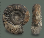 Choffatia recuperoi (Gemmellaro)