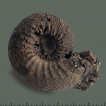 Kepplerites