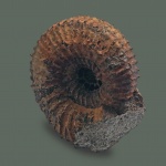 Kepplerites? Kepplerites?