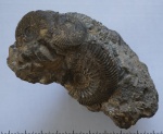 Kosmoceratidae Kosmoceratidae