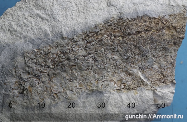 мел, рыбы, кости, костные рыбы, Cretaceous, fish