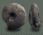 Rondiceras milaschevici