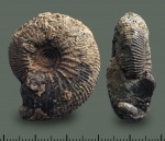 Kosmoceras? Kosmoceras?