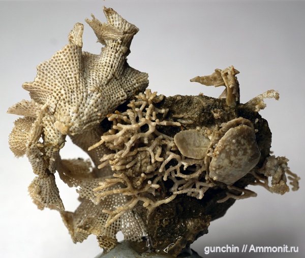 пермь, мшанки, Polypora, Fenestella, казанский ярус, Rectifenestella, Rectifenestella permulta, Fenestella permulta