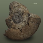 Perisphinctidae