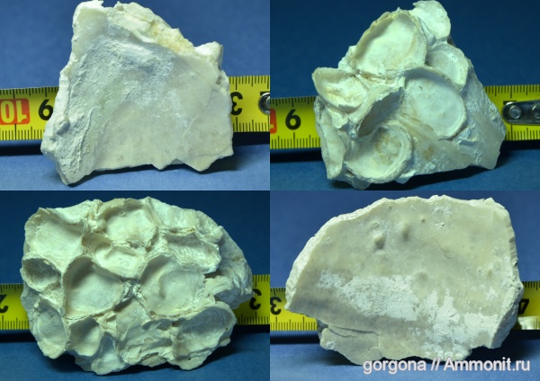 мел, Ostrea, Dysodonta, Cretaceous