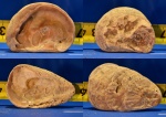 двустворки  Ostrea.