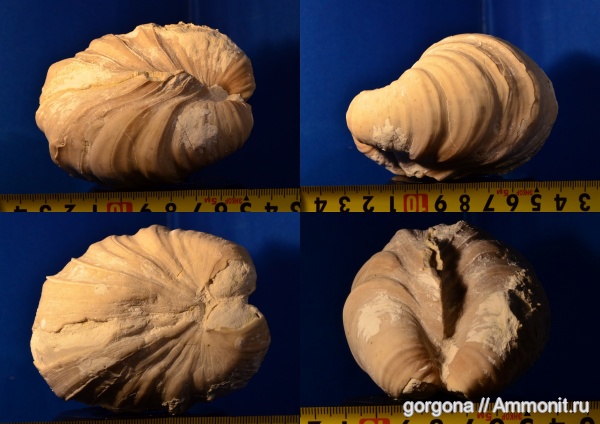 мел, двустворки, Inoceramus, Cretaceous