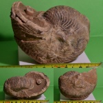 наутилус cymatoceras