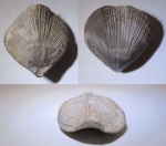 Terebratulina sp.