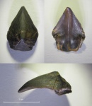 Akidocheilus sp.