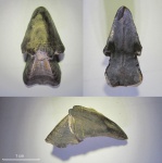 Hadrocheilus aff. menneri Shimansky