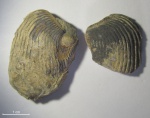 Tauriaptychus sp.