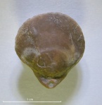 Terebratula