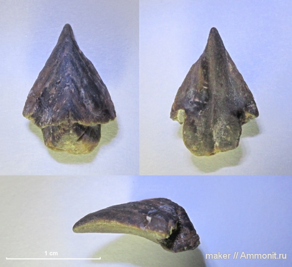 ринхолиты, Akidocheilus, Байдарская долина, Akidocheilus (Akidocheilus) tauricus, Akidocheilus (Akidocheilus)