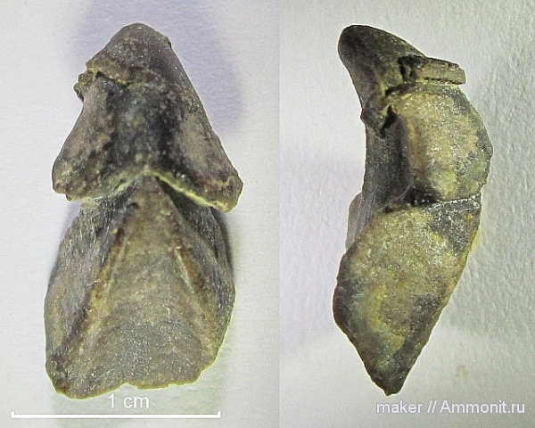 серпулы, Serpulidae, ринхолиты, Hadrocheilus, Байдарская долина, Hadrocheilus (Arcuatobeccus), Hadrocheilus (Arcuatobeccus) kuturkajensis