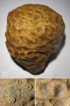 Коралл Scleractinia