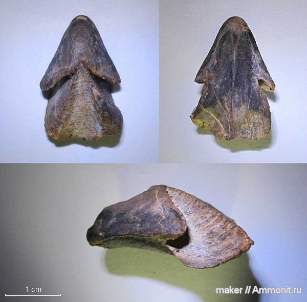 ринхолиты, Hadrocheilus, Байдарская долина, hadrocheilus sultanovkensis, Hadrocheilus (Arcuatobeccus) sultanovkensis, Hadrocheilus (Arcuatobeccus)